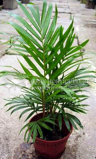 Red neck palm (Pot 150)